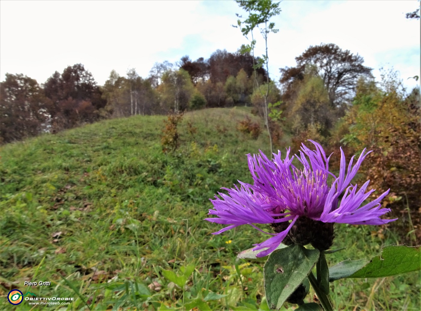 36 Alcuni fiori di prato resistono ....JPG